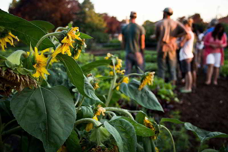 VancouverUrbanFarmingSocietyGarden.jpg