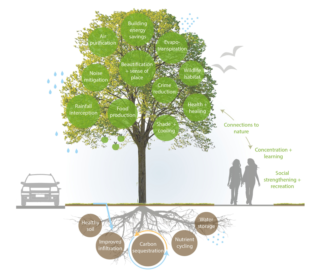 582px version of TreesGraphicNeighbourhoodBenefits.jpeg