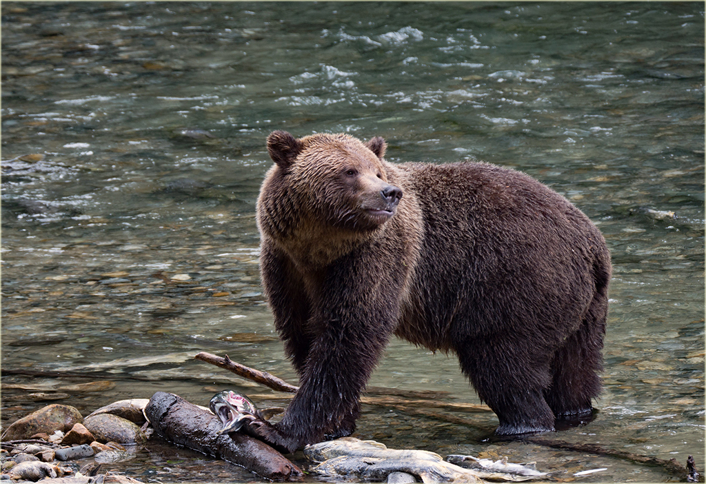 GrizzlyBears.jpg