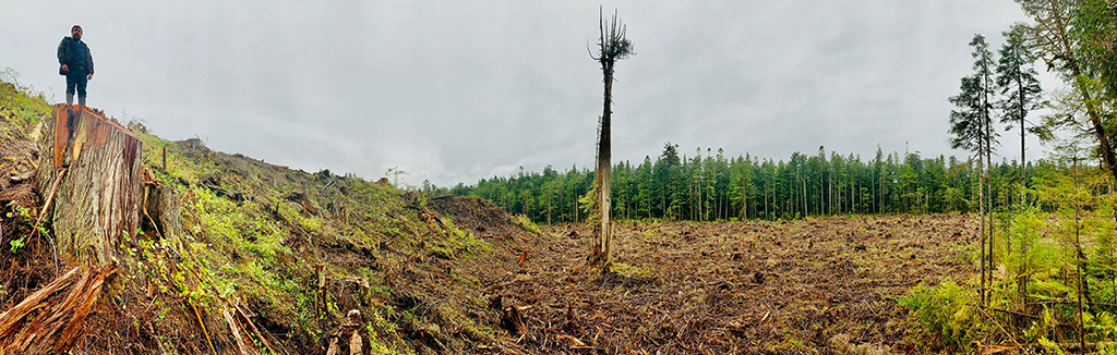 DavidMungoKnoxClearcut.jpeg