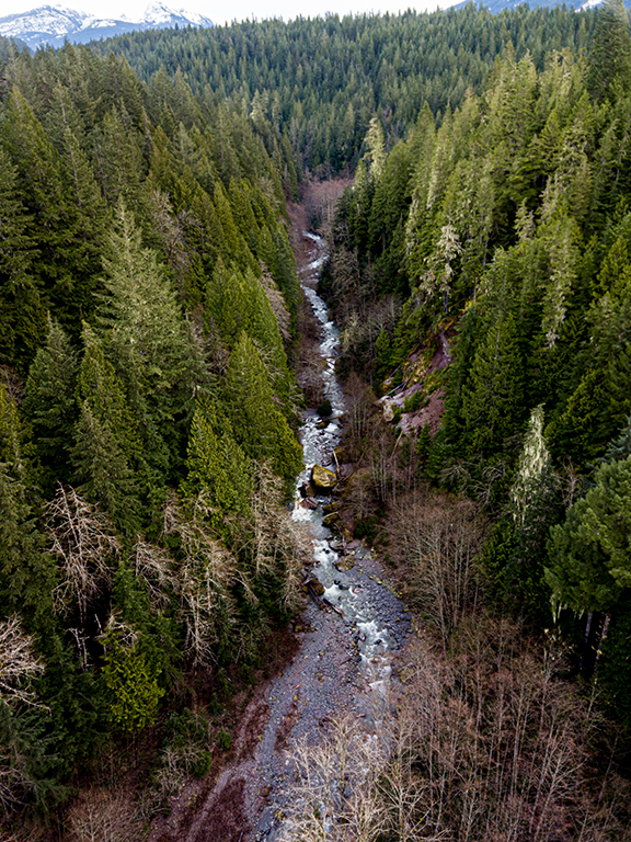 SquamishNationForestCreek.jpeg