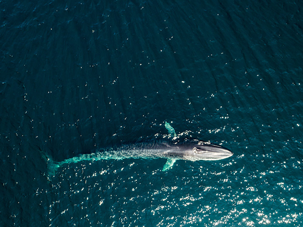 FinWhaleAerial.jpg