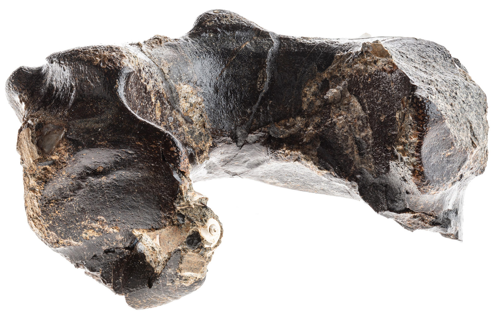 851px version of AtlasBoneWhaleFossil.jpg