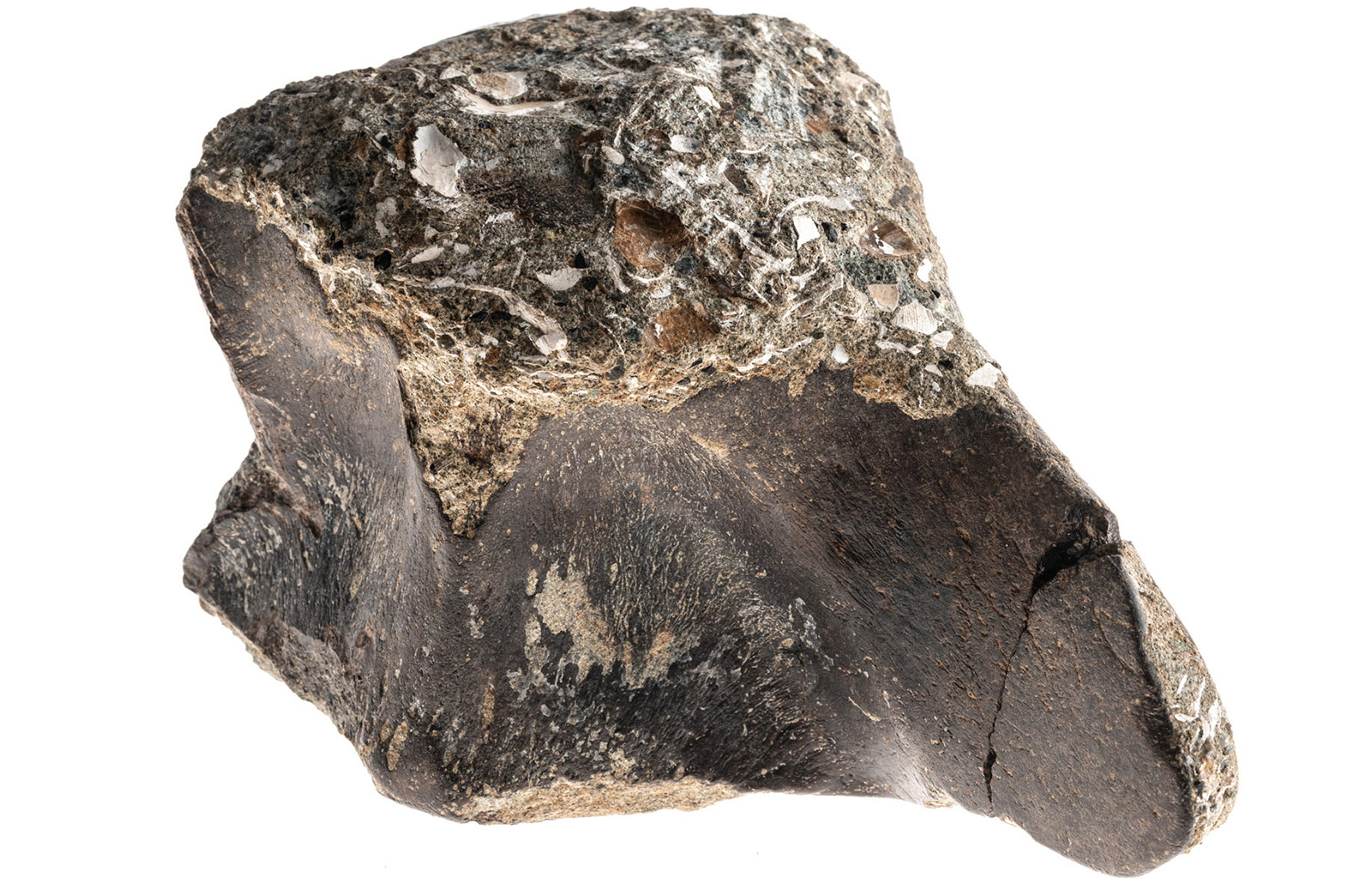851px version of BigVertebraWhaleFossil.jpg