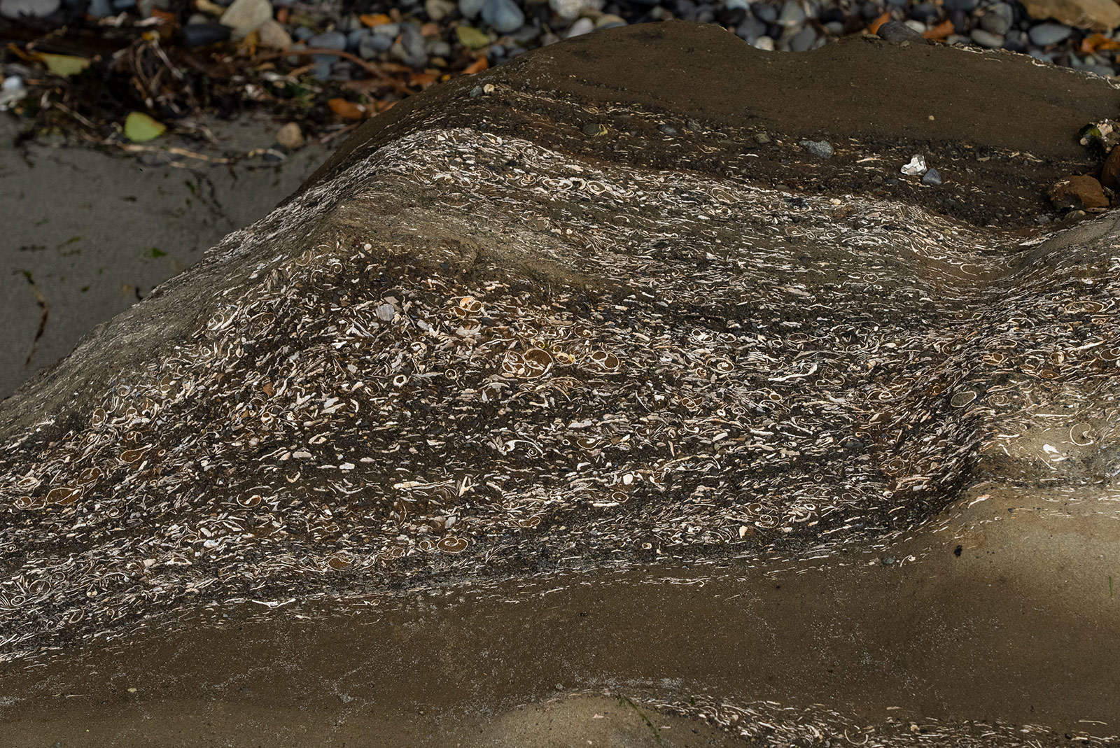 1200px version of FossilShellsRockLayer.jpg