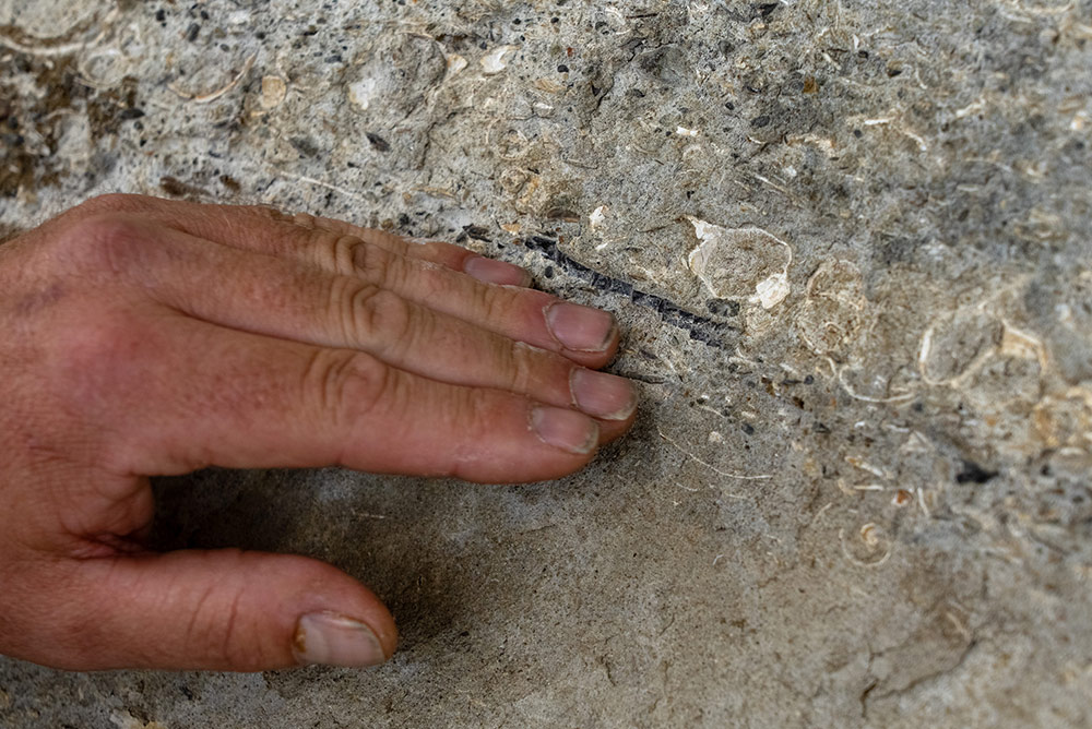 851px version of FossilizedBoneFragmentRock.jpg