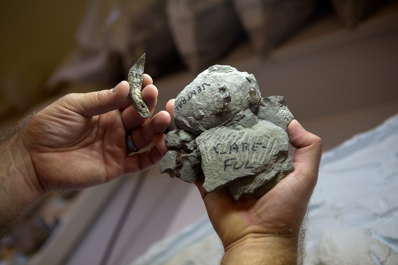 851px version of FossilizedWhaleSkeletonHands.jpg
