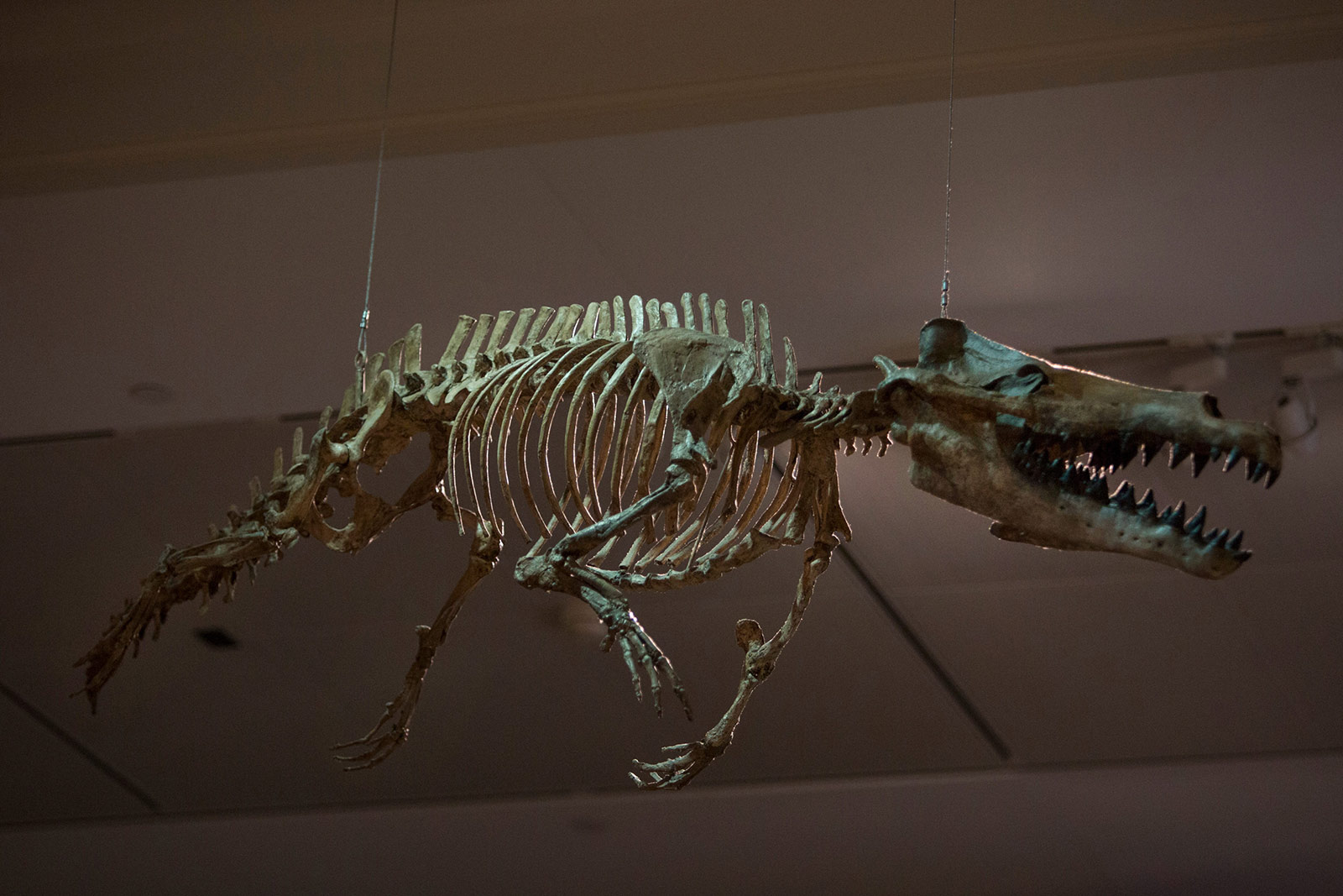 851px version of MaiacetusWhaleFossil.jpg