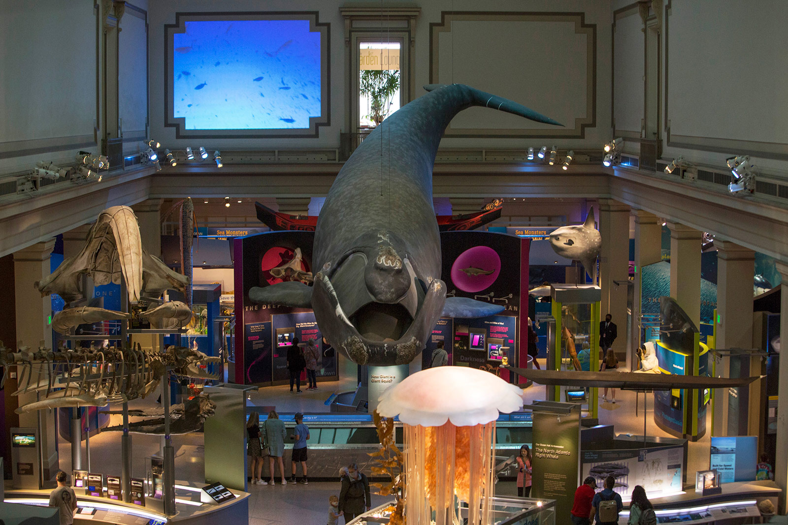 851px version of NorthAtlanticRightWhaleModel.jpg