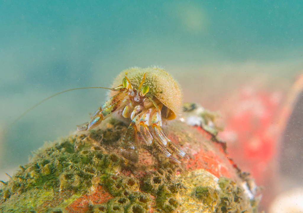 HermitCrabFalseCreek.jpg