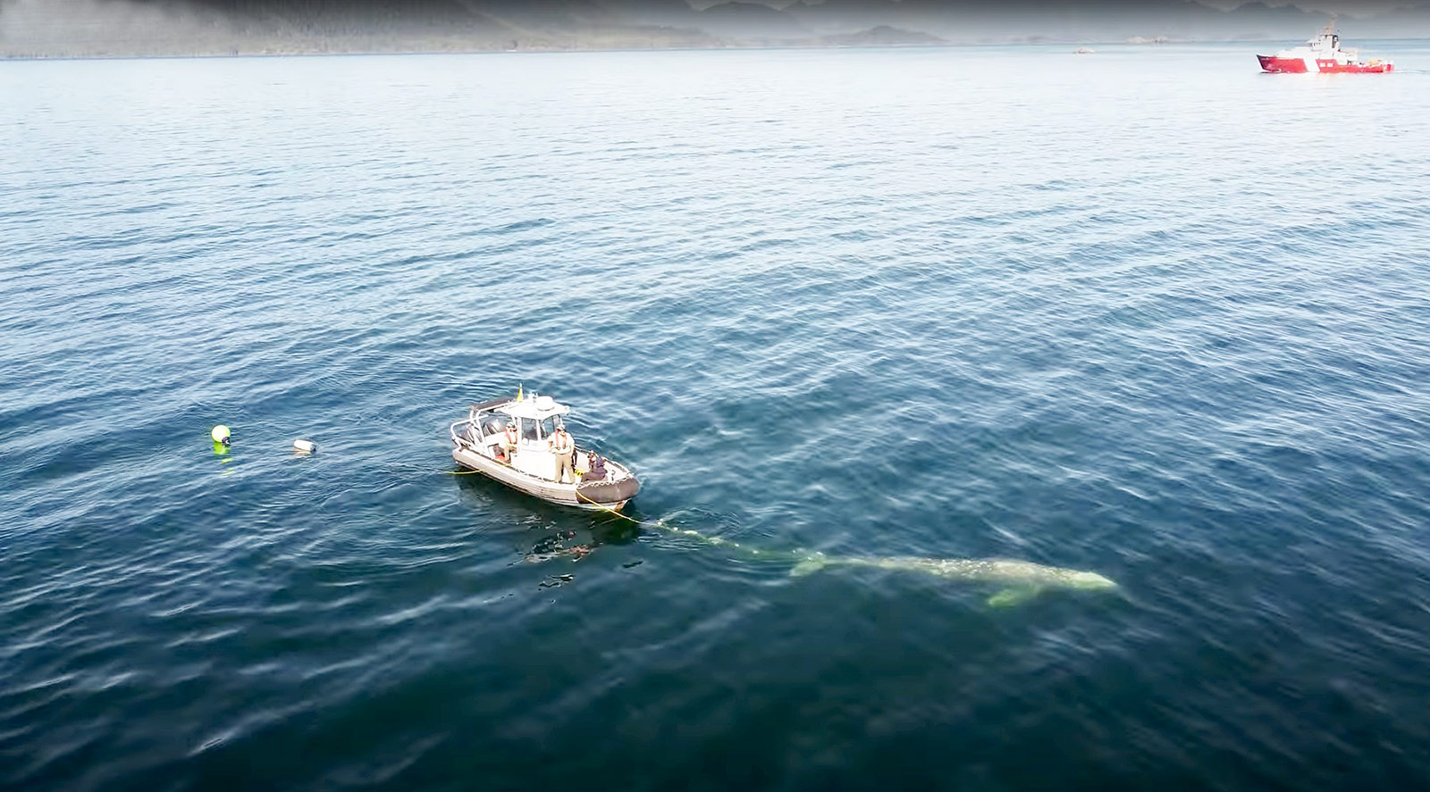 851px version of InflatableBoatGreyWhaleAerial.jpg