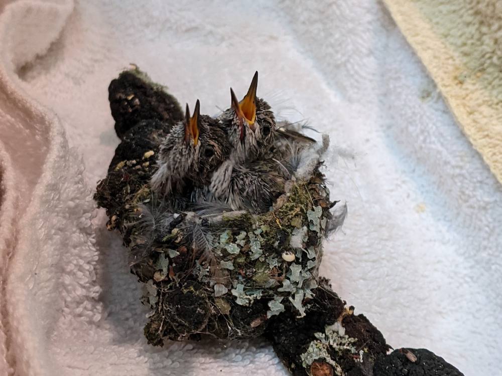 960px version of AnnaHummingbirdNesting.jpg