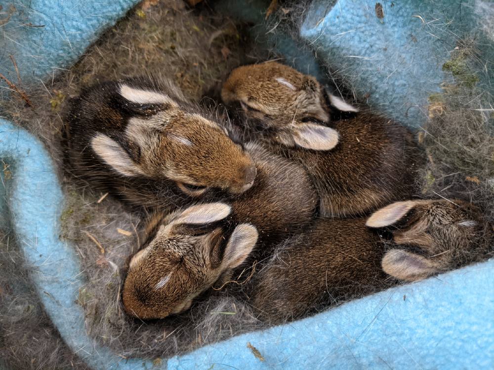 960px version of EasternCottontailInfants.jpg
