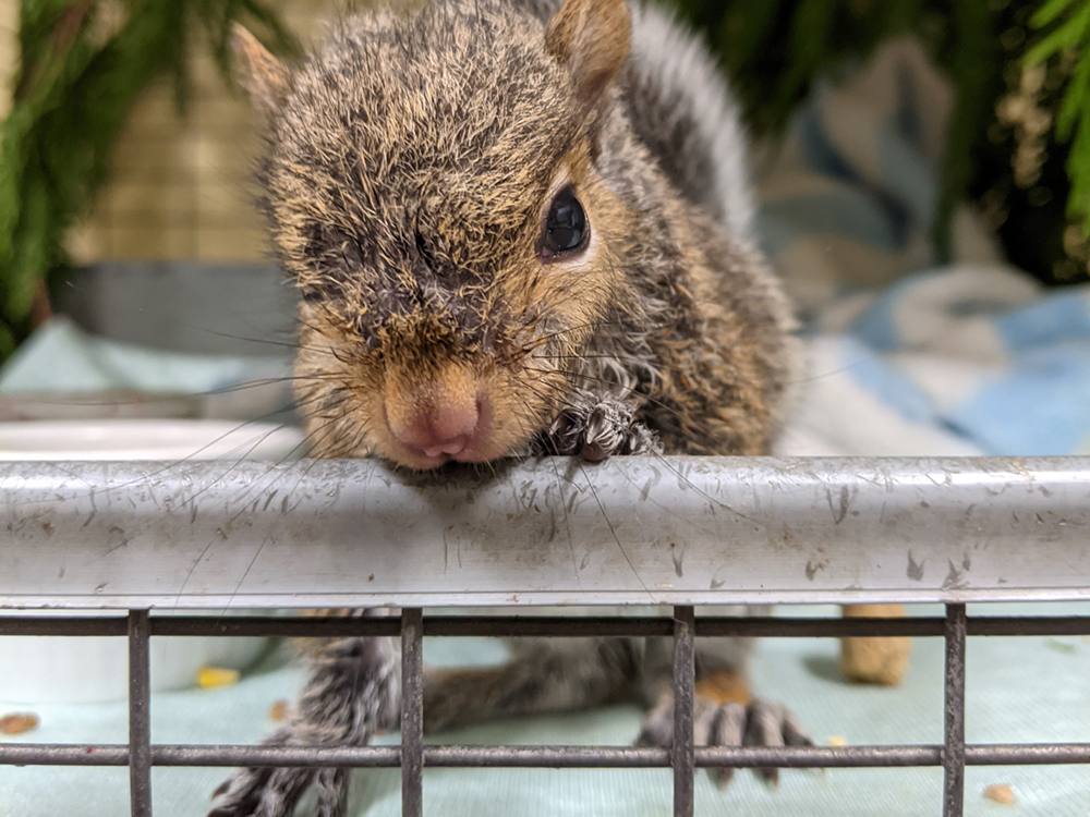 960px version of EasternGreySquirrel.jpg