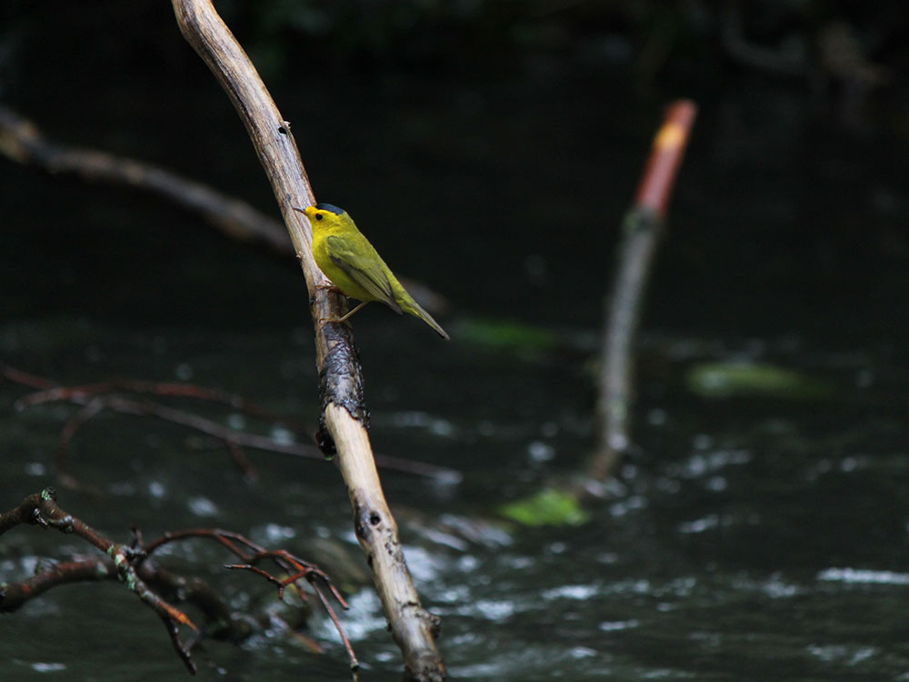 A small bird, a Wilson&rsquo;s warbler, rests on a branch while Still Creek rushes by below in East Vancouver&rsquo;s Renfrew Ravine Park. The bird is light green with black markings top of its yellow face and chest. The water below is dark and in soft focus.