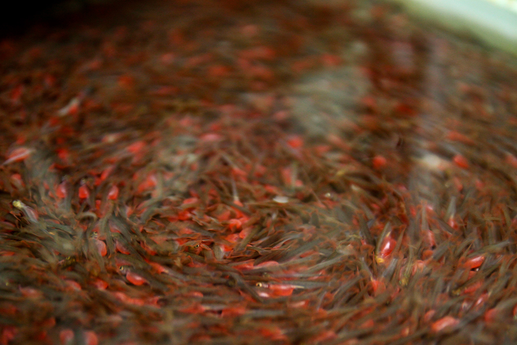 SalmonFry.jpg