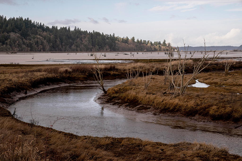 EstuaryNisquallyRiverDelta.jpg