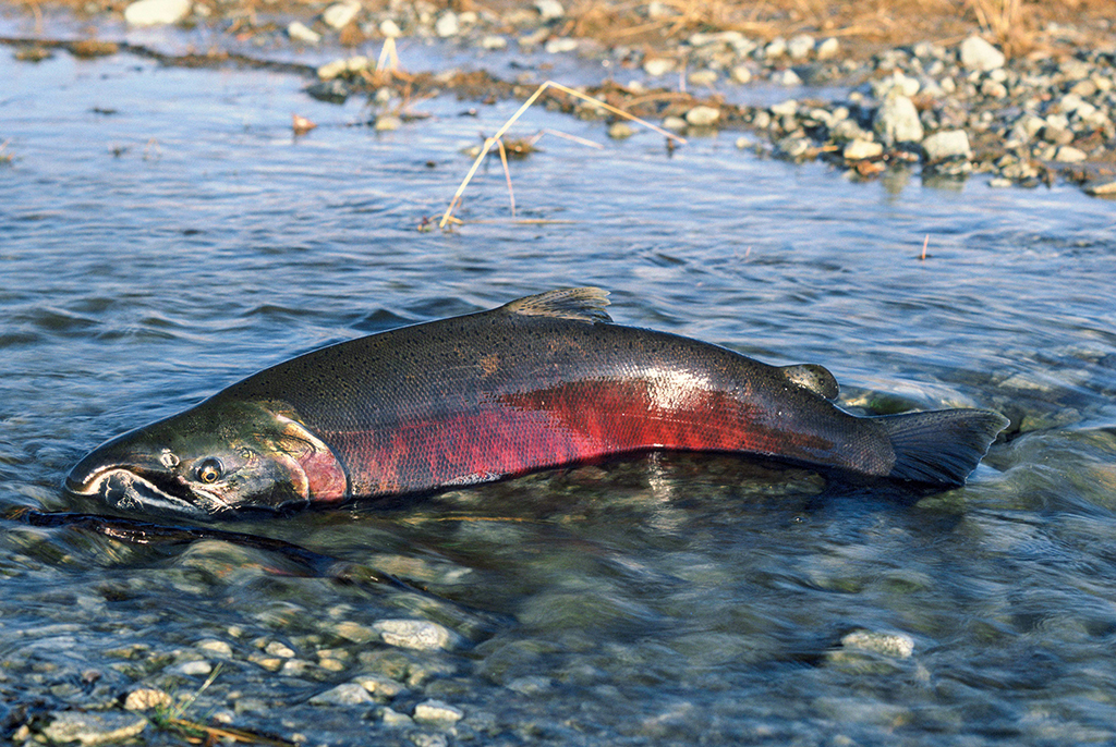 SnakeRiverColumbiaRiver.jpg