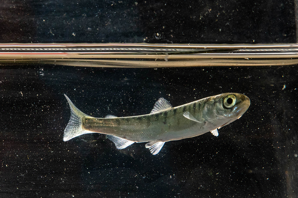 Salmon smolts are silvery slender fish with shimmery scales and big eyes. A salmon smolt is around the size of a human finger. &rsquo;Namgis First Nation hereditary Chief Don Svanvik describes salmon smolts as &ldquo;plump and sassy.&rdquo;