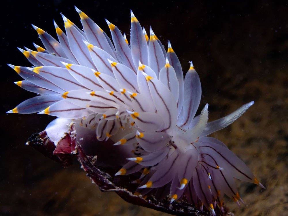 A close up shot of a nudibranch sea slug looks like an alien and some candy corn had a party. The nudibranch has long, almond-shaped growths off its back that are tipped with white and orange. 
