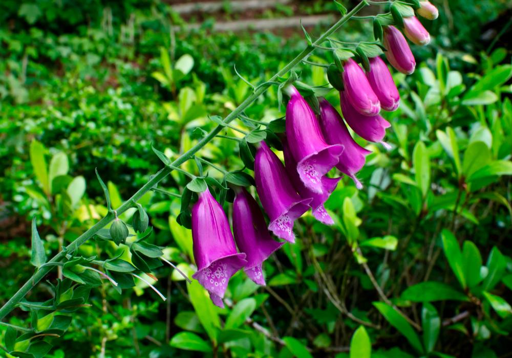 A purple flower with tubular blossoms.