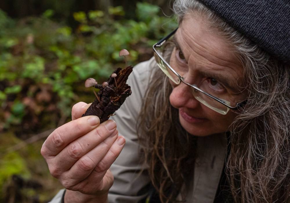 A person wearing a tuque and glasses takes a close look at fungi on a log.