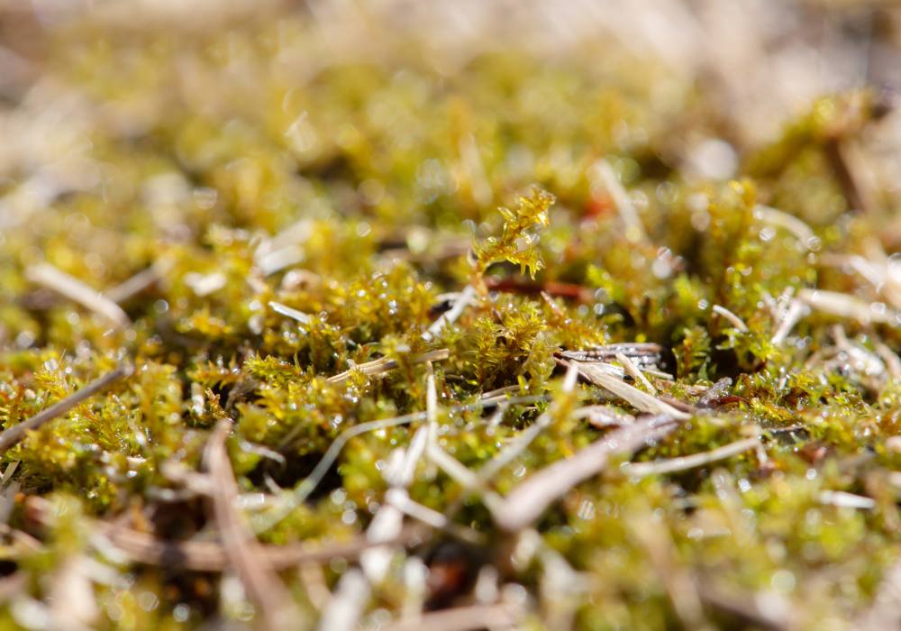 Closeup photo of a light-green moss.