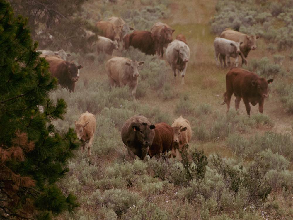 Several cows stand in pastures of grass and sagebrush. The photo has a desert feel.