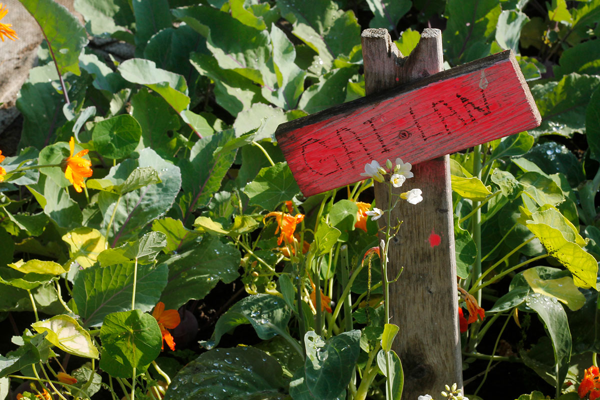 851px version of GaiLanGardenSign.jpg
