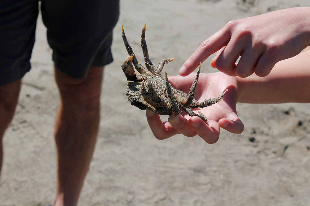 A hand points to the abdomen of a small, sandy Dungeness crab that has been flipped on its back.
