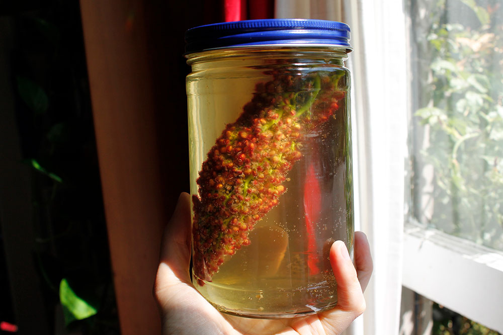 A hand holds up a jar with a red, upside-down staghorn sumac flower in water. The water has steeped to a pale yellow colour.
