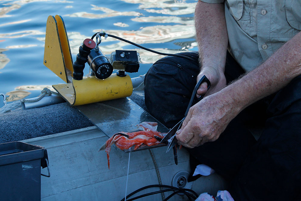 A man uses scissors to cut a zap strap which is being used to connect raw salmon to a transparent rectangular piece of plastic. The plastic also has a black camera and light mounted on it, and a bright yellow fin to help stabilize the contraption as its lowered through the water. A black cable connects the live feed to a viewing device. 
