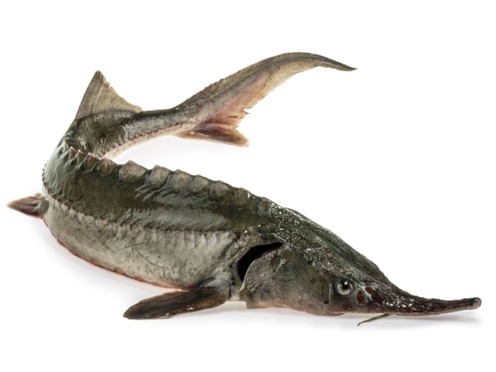 A white sturgeon imposed on a white background.