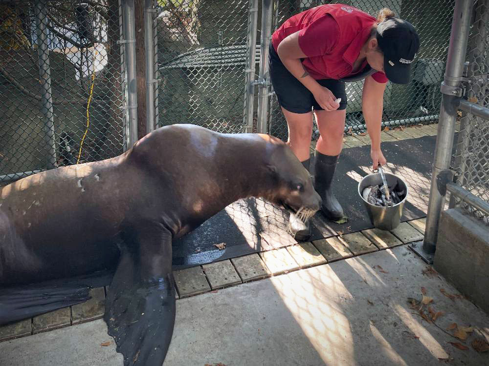 A harbour seal, with a large fin extending, looks on as a woman leans away to grab a bucket of fish. She is holding a syringe. A chain link fence sis behind them.