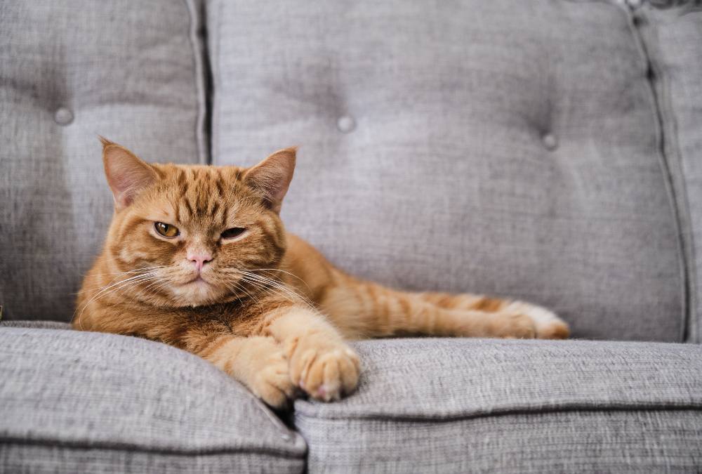 Cola, a marmalade cat with orange markings, is seated on a light grey couch in Qinhua Lu&rsquo;s home. It is lying on its stomach and facing the camera.