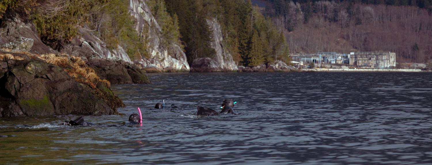 Three people snorkel near the shoreline in Howe Sound.