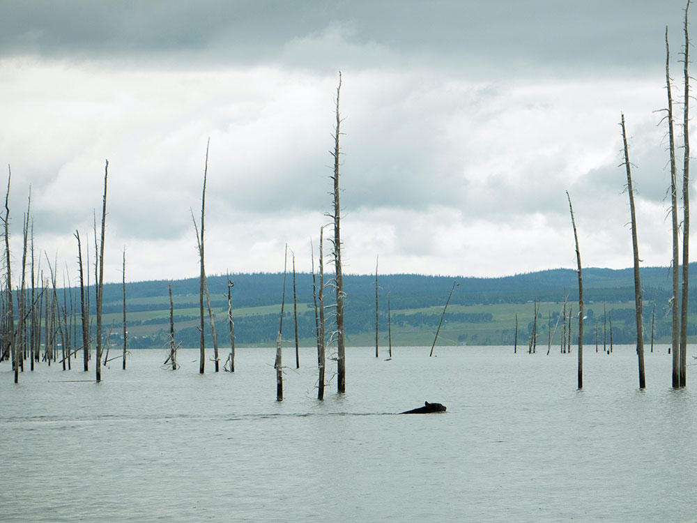 A black bear swims through standing dead trees in a body of water with hills in the distance. 