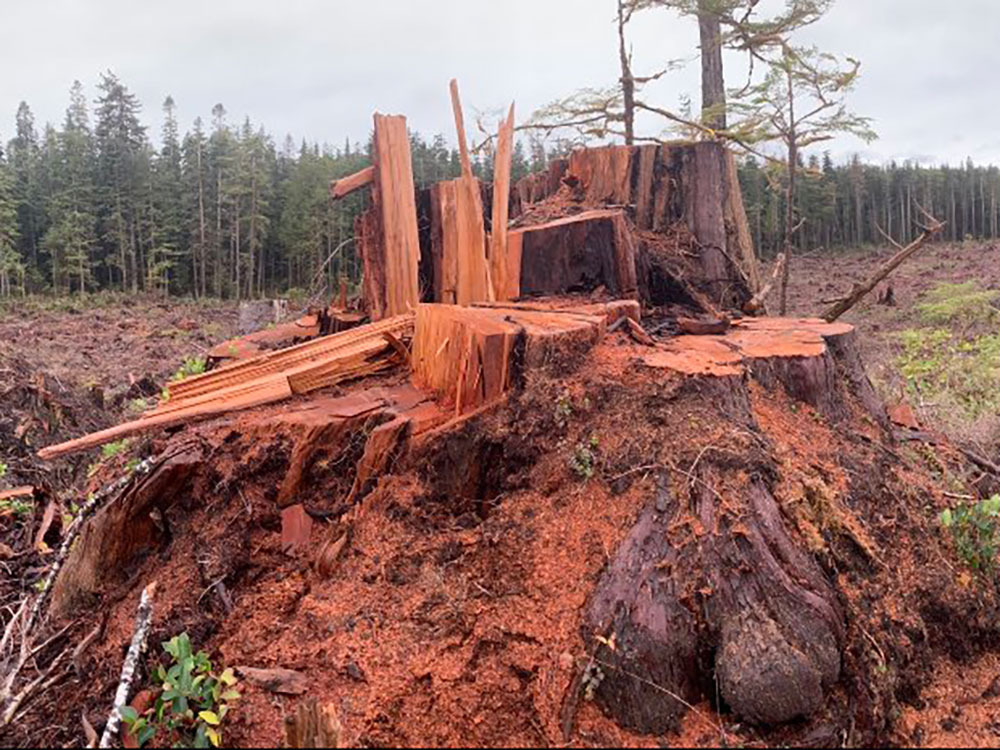 A large red-coloured cedar stump sits amidst logging debris.