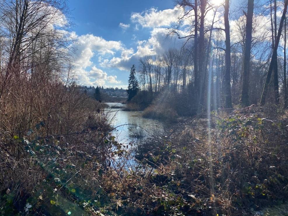 A forested waterway on a sunny day is surrounded by bushes, shrubs and tall trees. The sky is blue and rays of sunlight shine through tall trunks. This is the site of the Kwikwetlem First Nation&rsquo;s cemetery, and it is not visible because it is underwater.