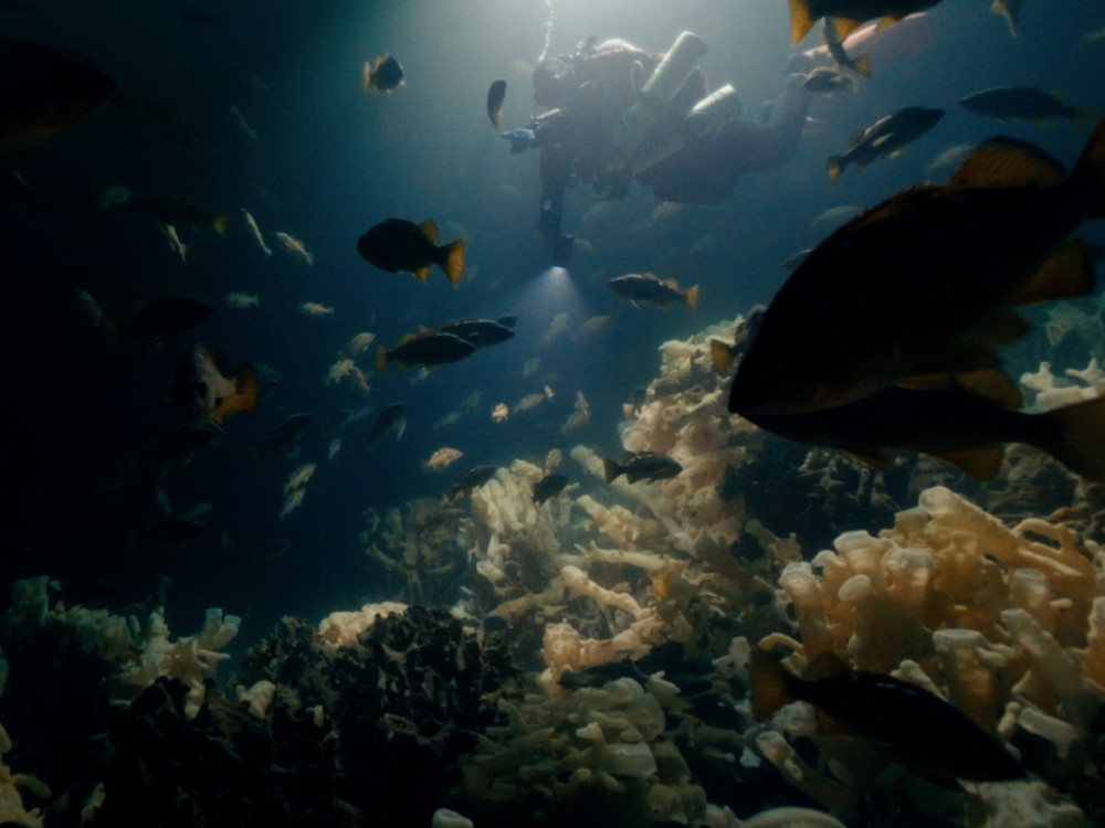 An eerie light appears just above a glass sponge reef, which is white and looks a bit ghostly. A diver is visible shining the light. They&rsquo;re swimming amongst schools of fish.