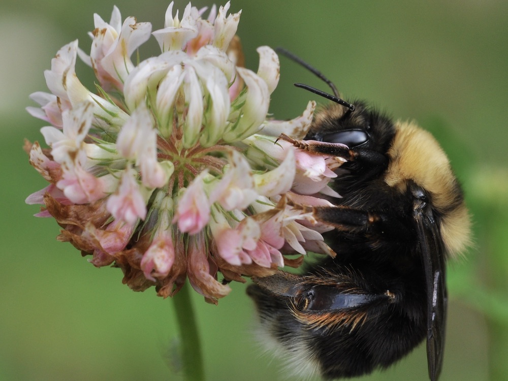 A cute, fuzzy little bumble bee alights on a clover flower.