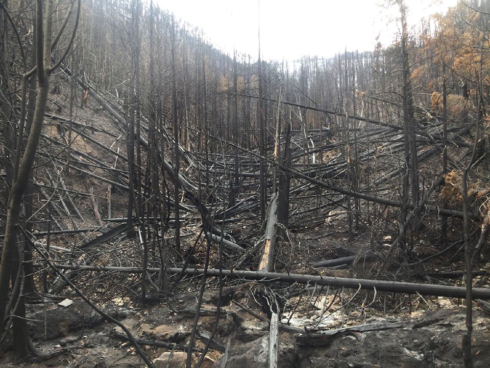 851px version of WhiteRockLakeFireAftermath.jpg
