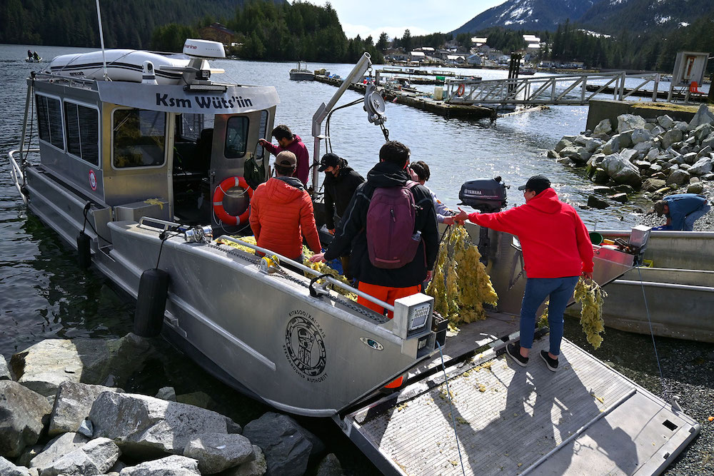 A group of people stand on a silver boat, which has lowered its ramp onto the beach. One person is holding two large tree boughs thickly coated with champagne-coloured herring roe. In the background the small community of Klemtu wraps its way around a bay.