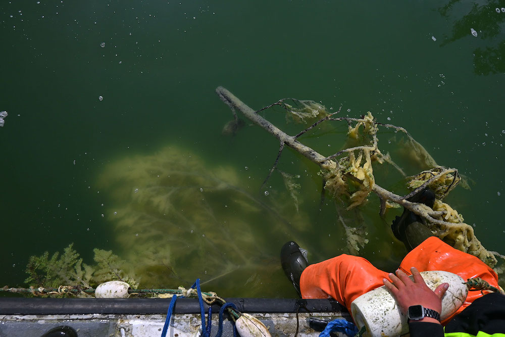 Looking down into the green water you can see the ghostly image of a large hemlock bough coated in pale herring roe. A man in orange pants and gum boots has hooked his foot under a branch to stop it from sinking.