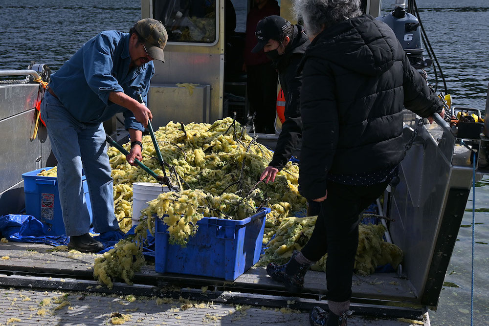 A man in a blue shirt uses pruning sheers to cut hemlock branches so they fit in his blue rubbermaid tub. The branches are coated with champagne-coloured herring roe.