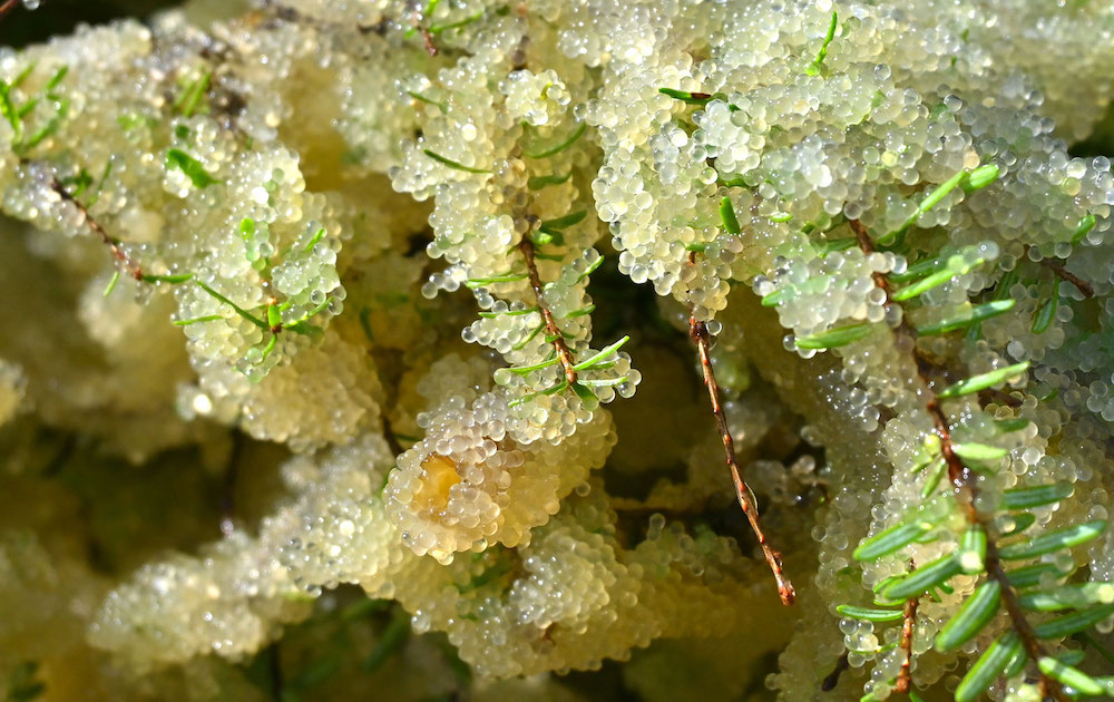 A close-up picture of champagne-coloured herring roe eggs. The eggs are so thickly clumped that it&rsquo;s hard to make out the pale green needles of the hemlock bough.