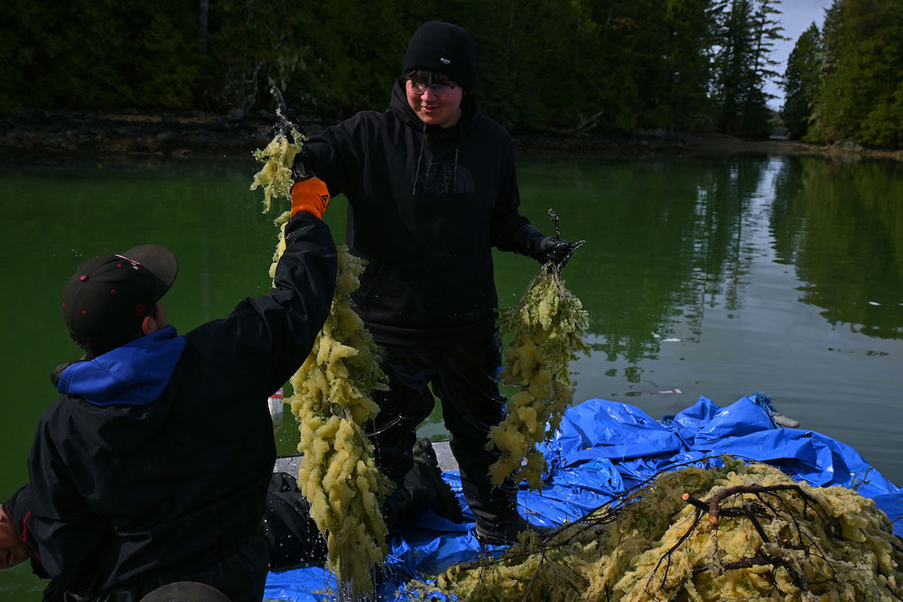 A young man holds up a herring roe coated hemlock branch. He stands on the edge of a boat which rests on glassy green waters.