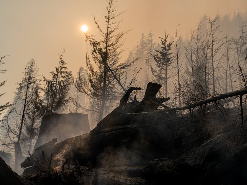 Tall coniferous trees stand against a smoky, hazy orange sky.