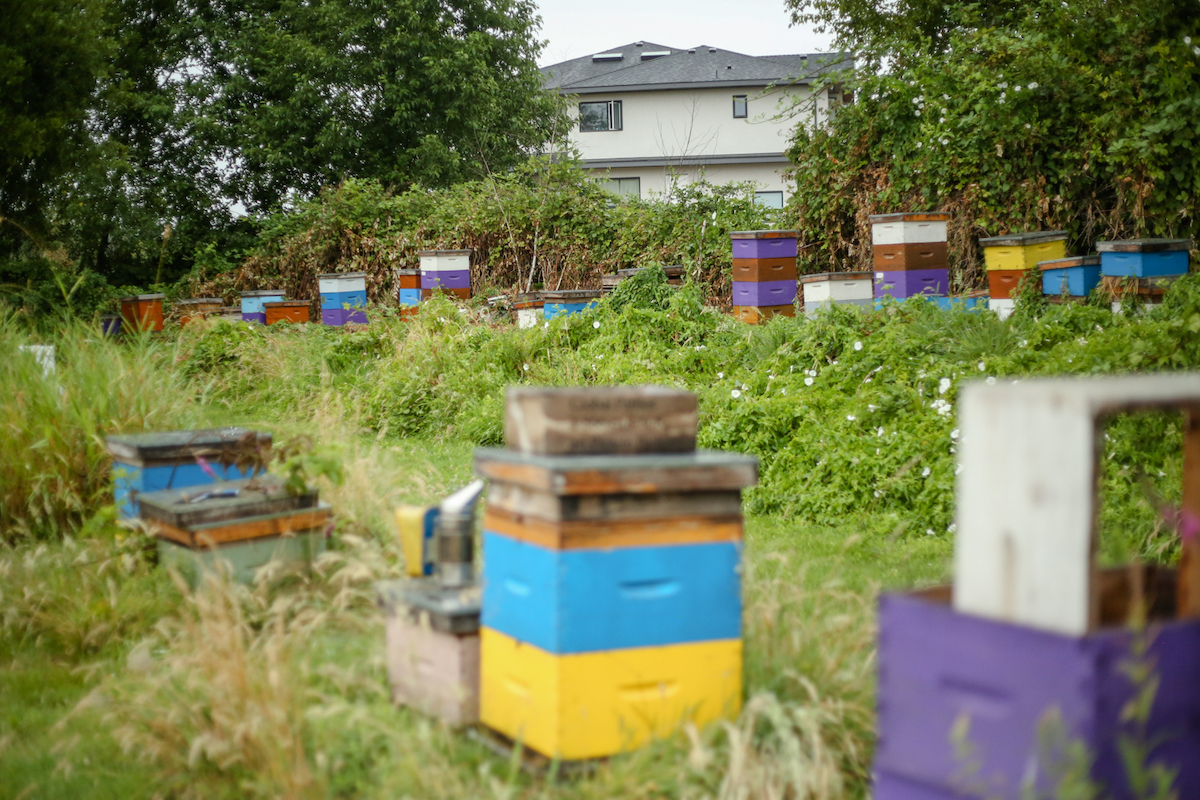 A field with colourful boxes &mdash; yellow, blue, light-blue &mdash; that contain beehives.