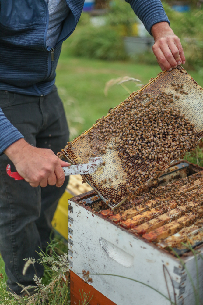 A man uses his left hand to hold up a wooden frame covered with bees. With his right hand, he uses a flat metal tool to scrape honey from the comb they&rsquo;ve made.